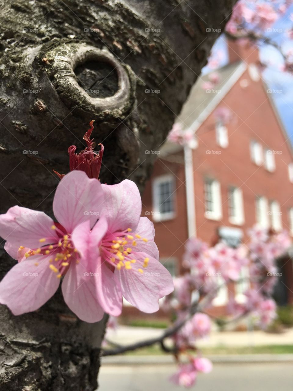 Cherry blossoms in April in CT