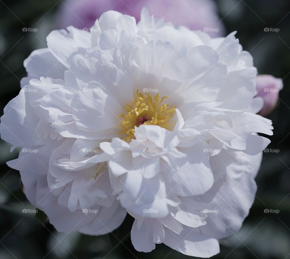 white flowers,beautiful peony,spring flowers