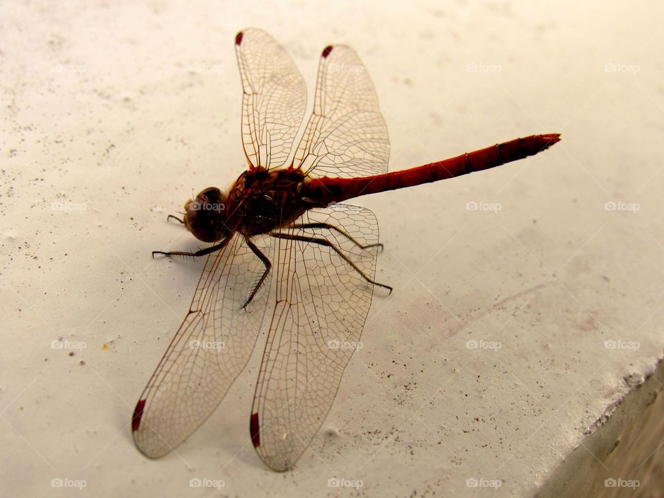 dragonfly