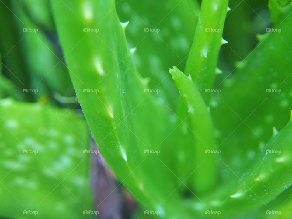 Close up of green alovera