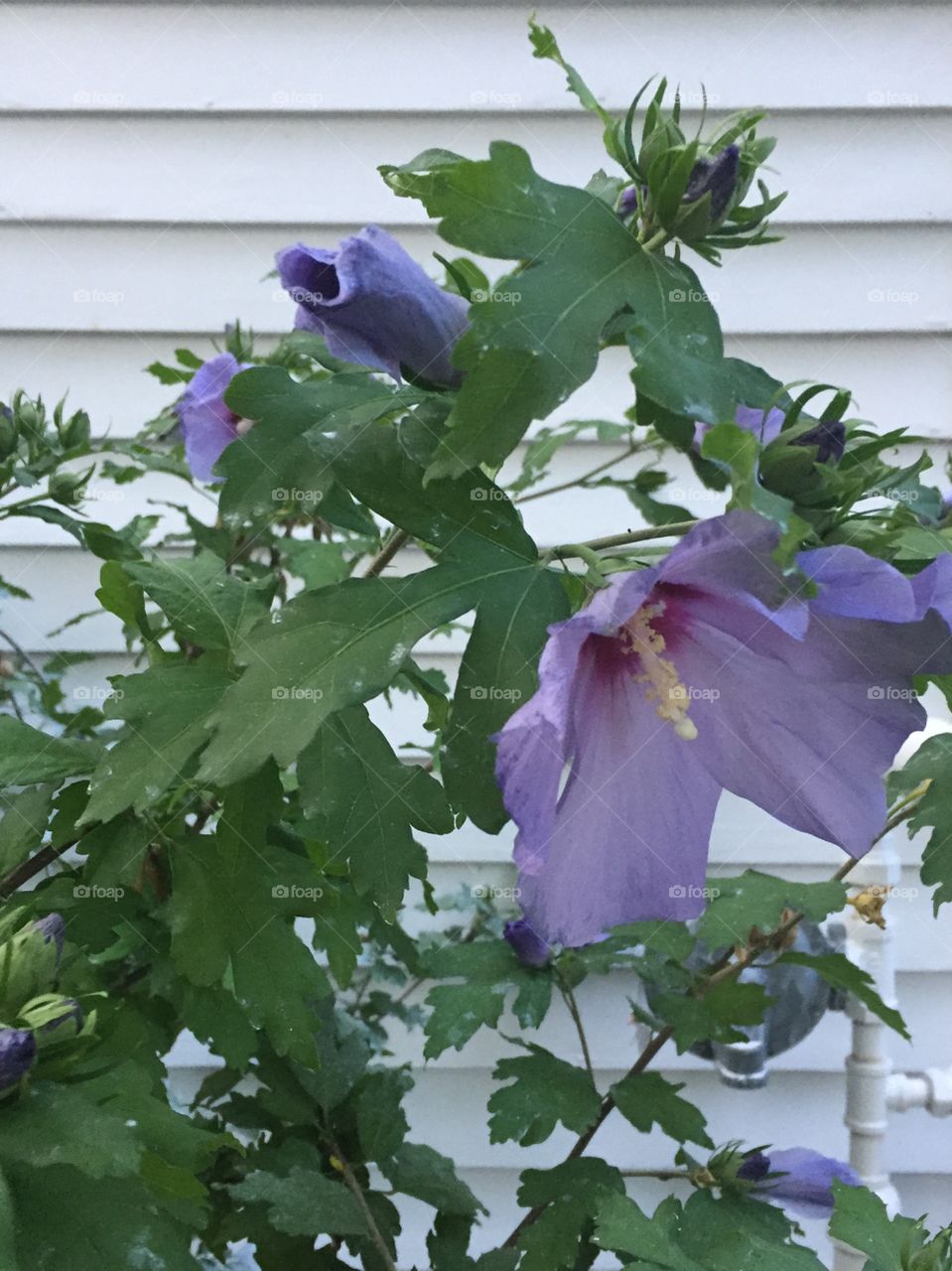 Rose of Sharon in pretty purple color