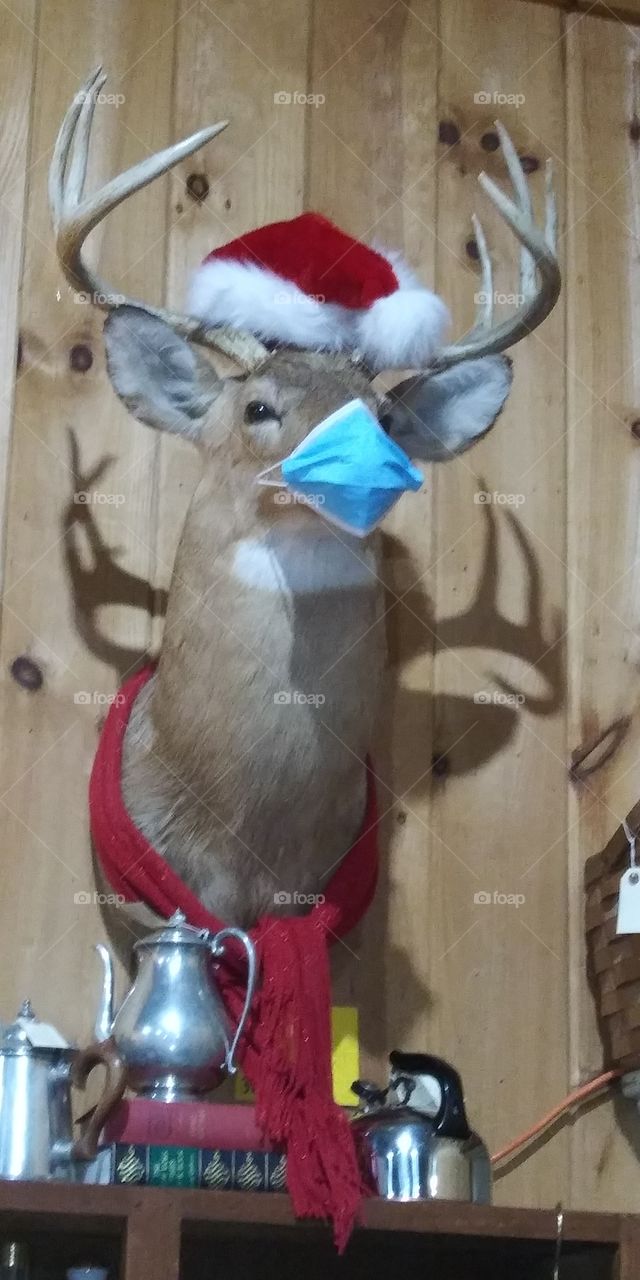 deer with mask