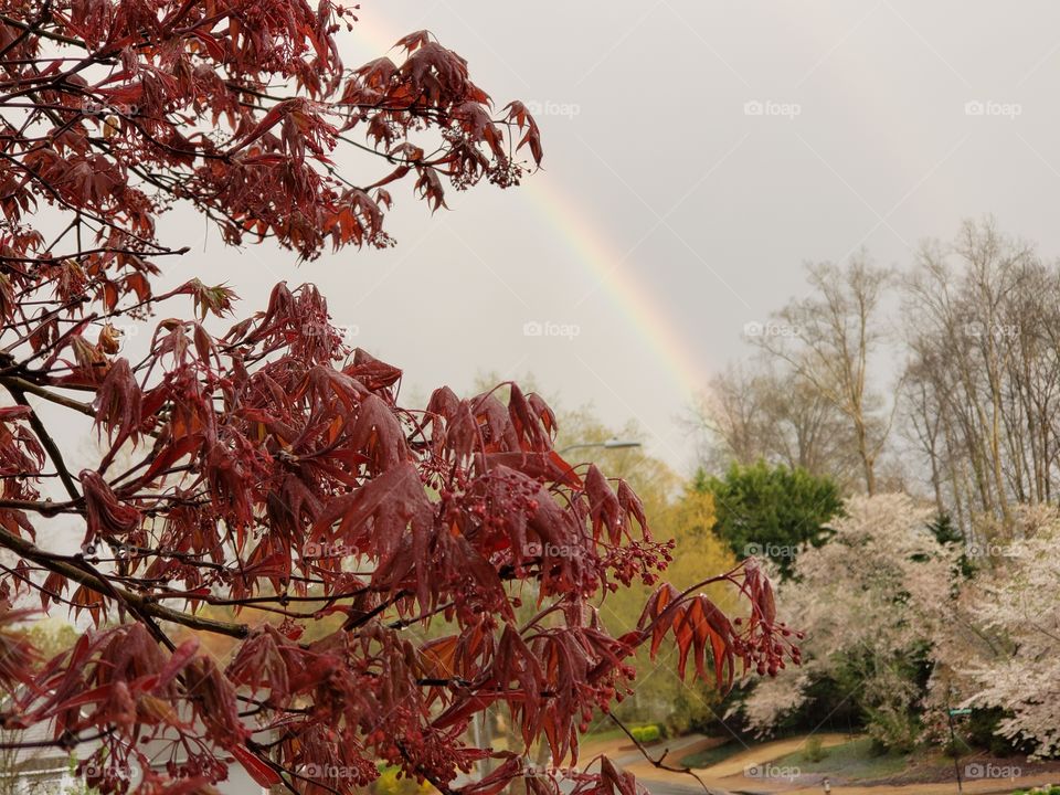 Blossoms and rainbow