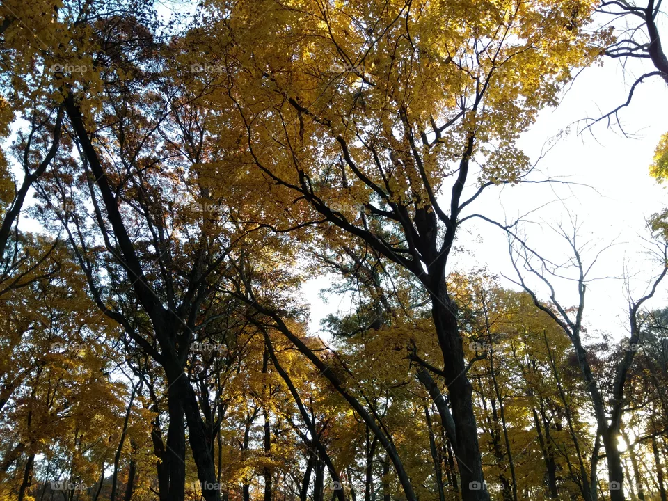 fall