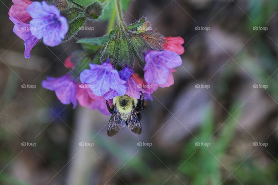 Bundle of purple flowers with a bumble bee