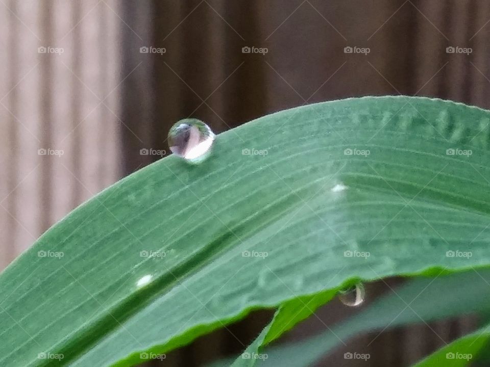 water droplet on grass