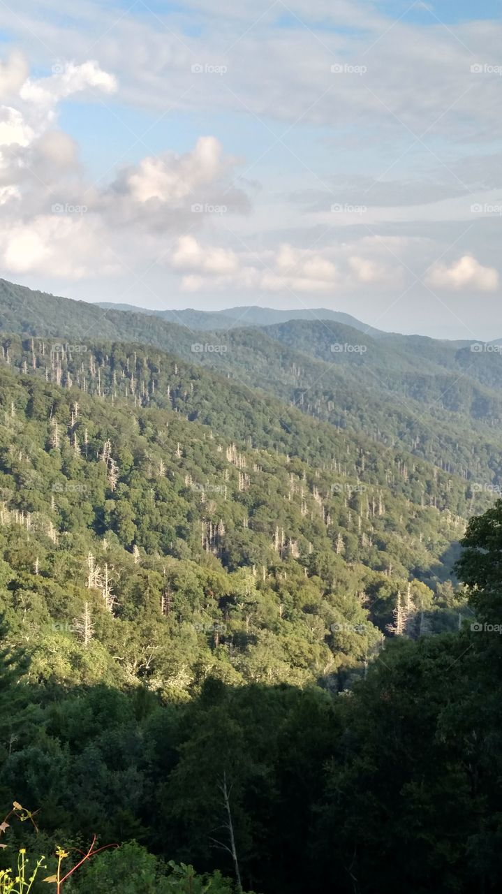 Forest in every season