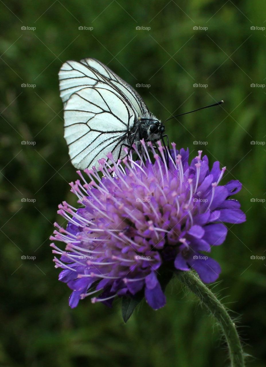 Nature, Insect, Flower, Butterfly, Summer