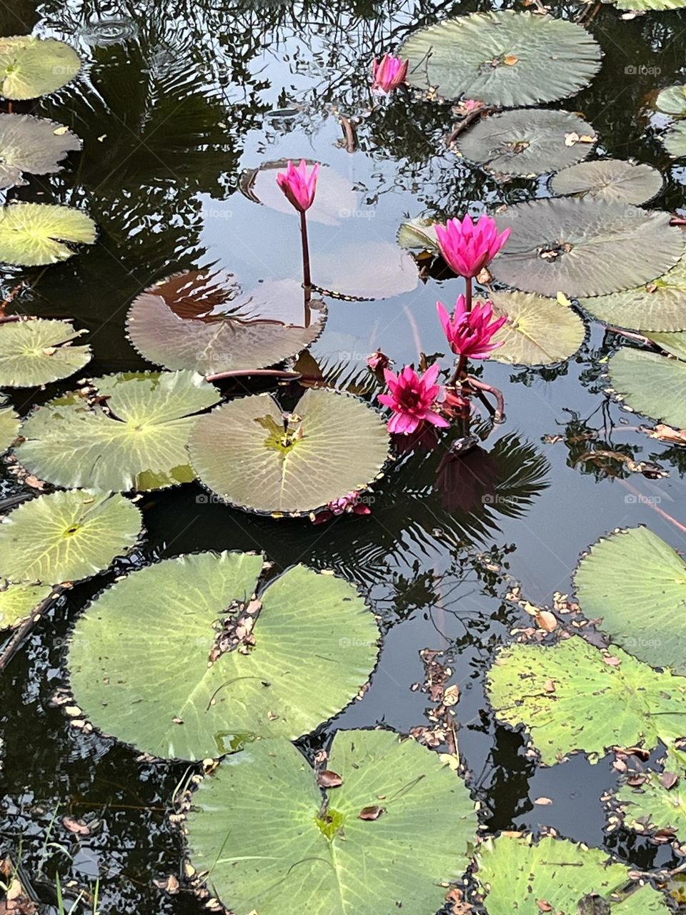 Plants around us , my garden @ upcountry, Thailand. 