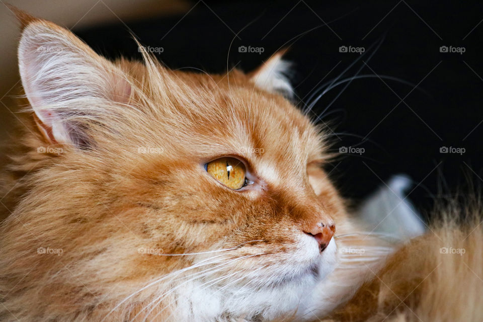 A portrait of a ginger, fluffy cat
