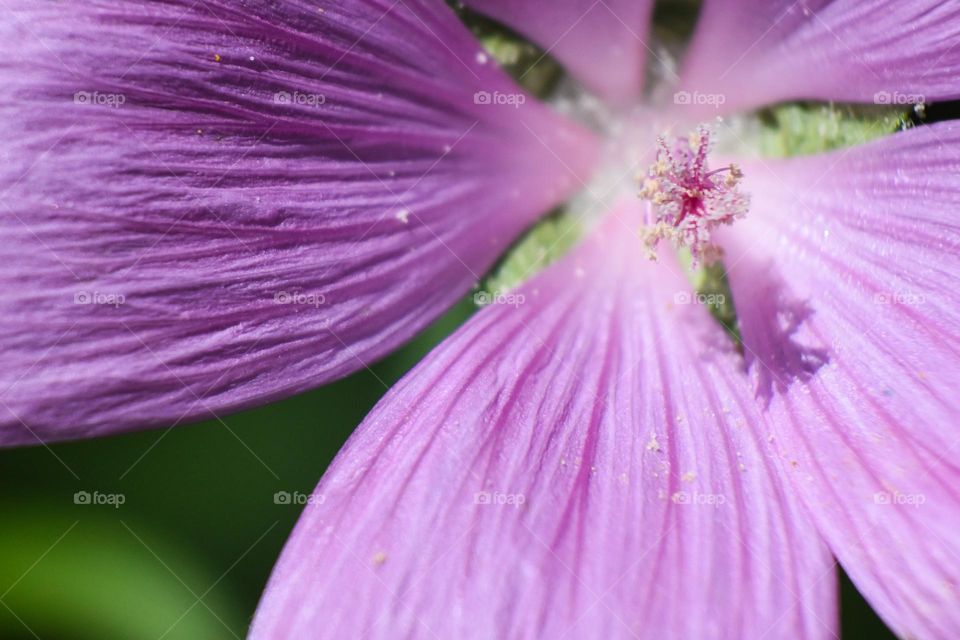 A closer look to this beautiful flower