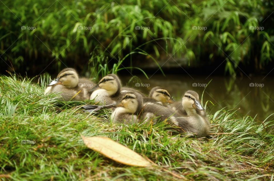 ducklings