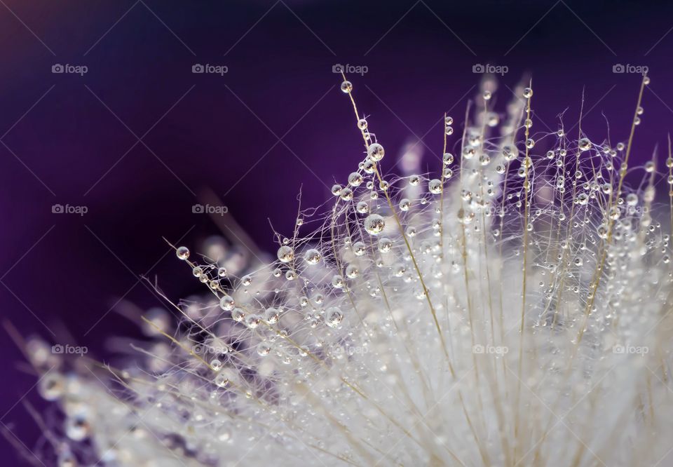 dandelion on a purple background