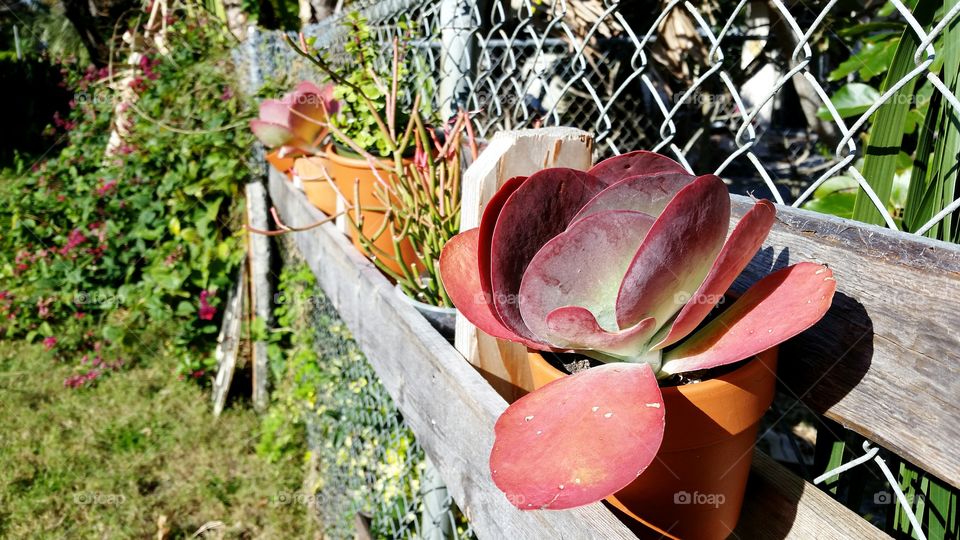 Potted succulent plants along a chain link fence