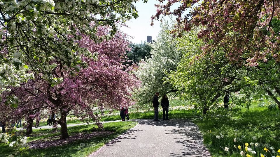 Spring in New York