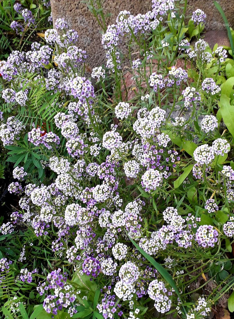 sweet alyssum purple and white in the evening