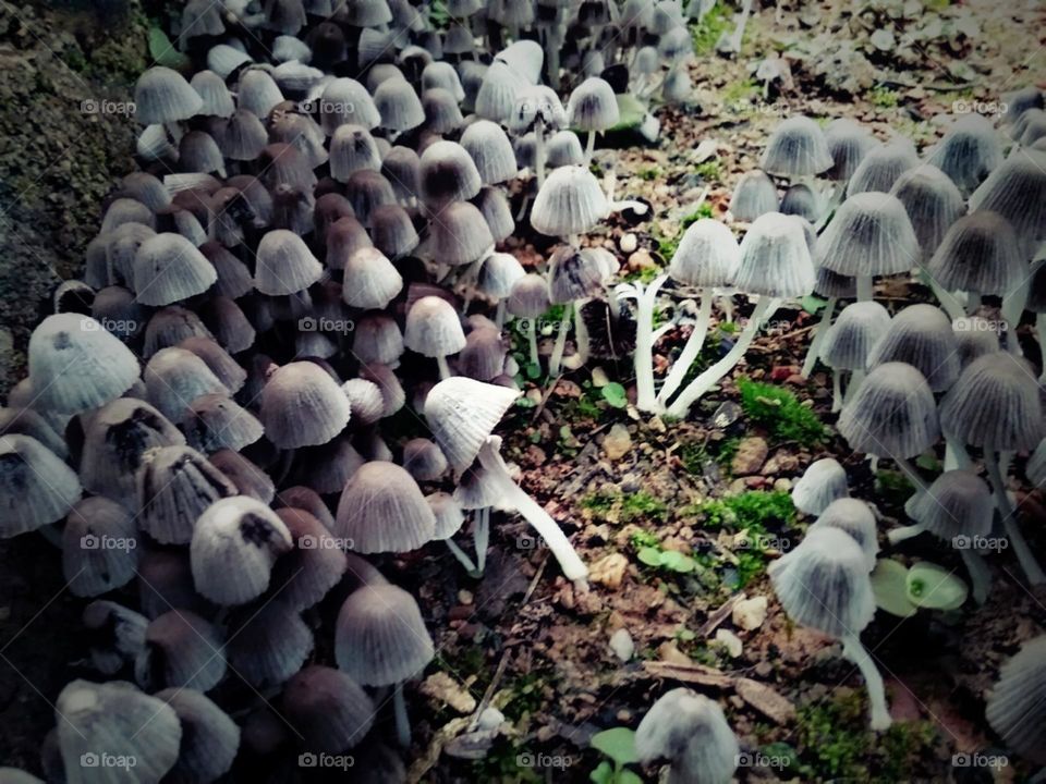 Cogumelos bicolores espaciais e intergalacticos.