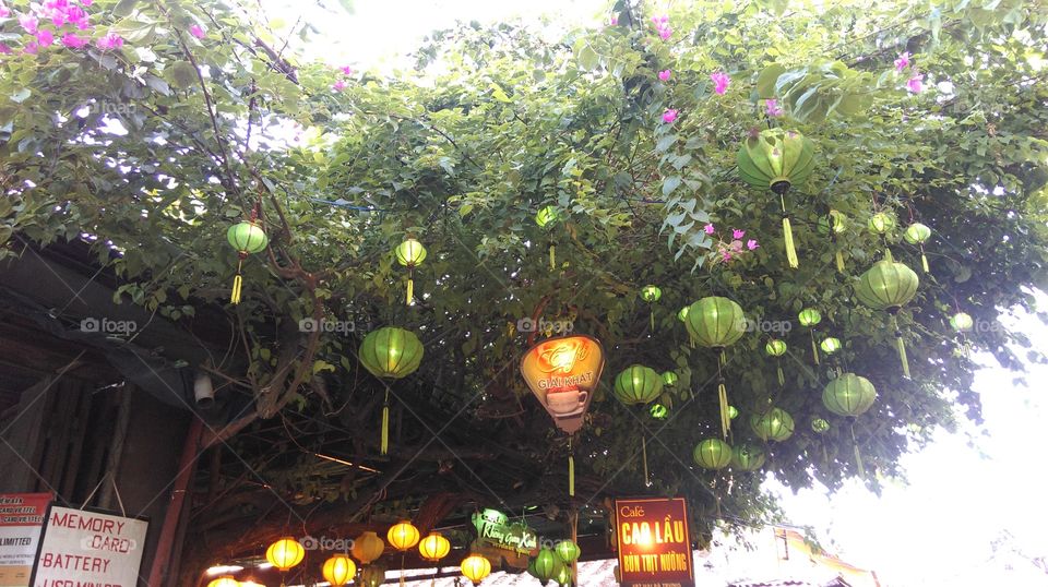 Lanternberries. Green lanterns hanging on a tree in front of a restaurant, Hoi An, Vietnam