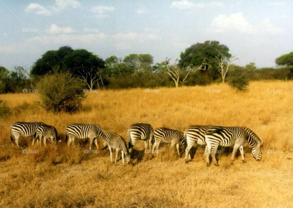 Zebras in Zimbabwe 