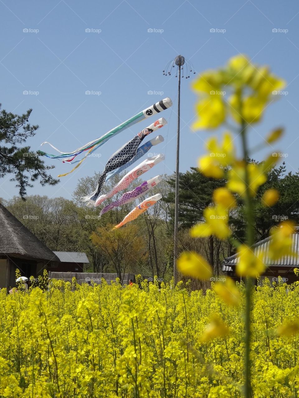 Golden Field and Koi Flags: A Captivating Landscape 