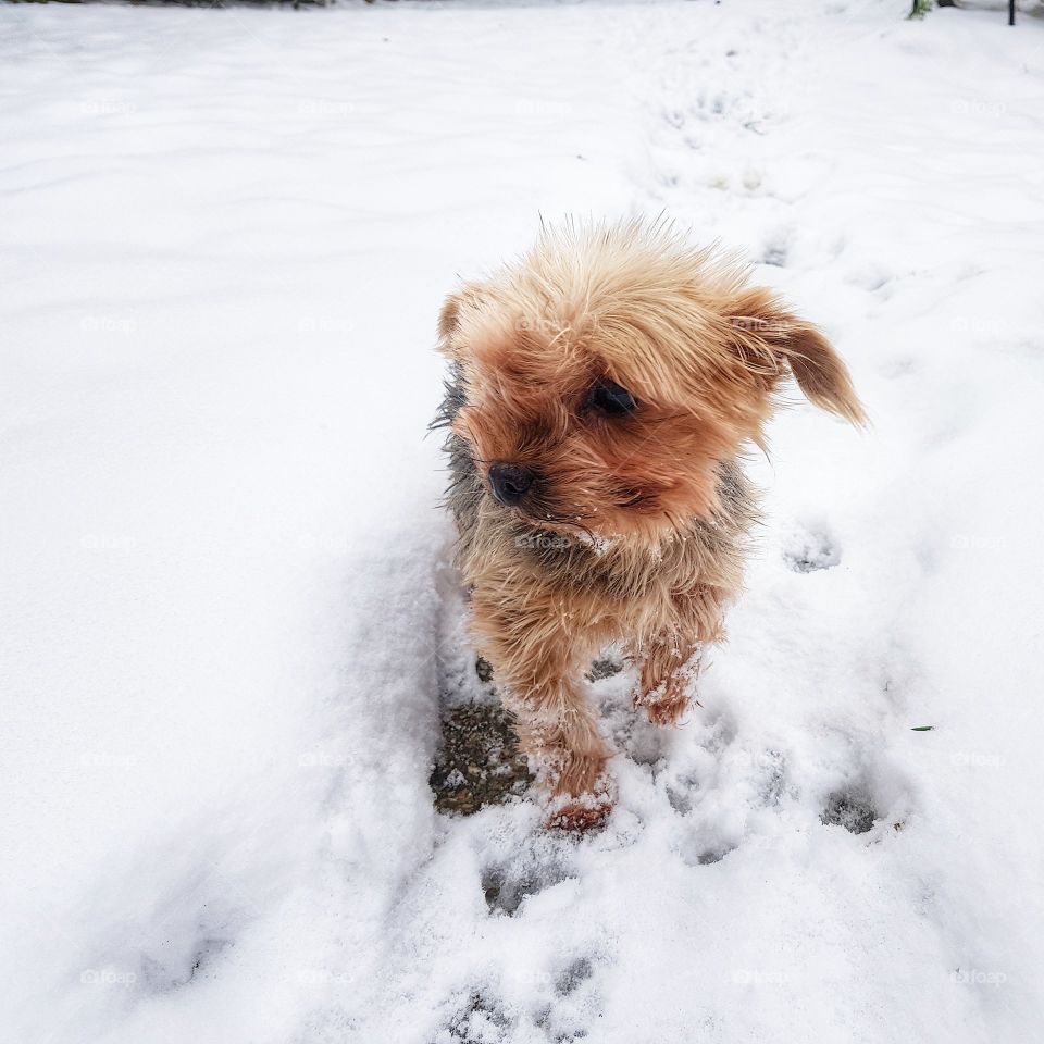 Dog in Snow