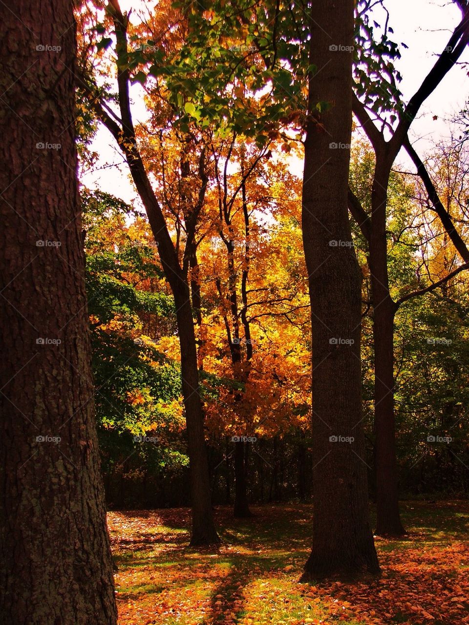 Autumn in the forest