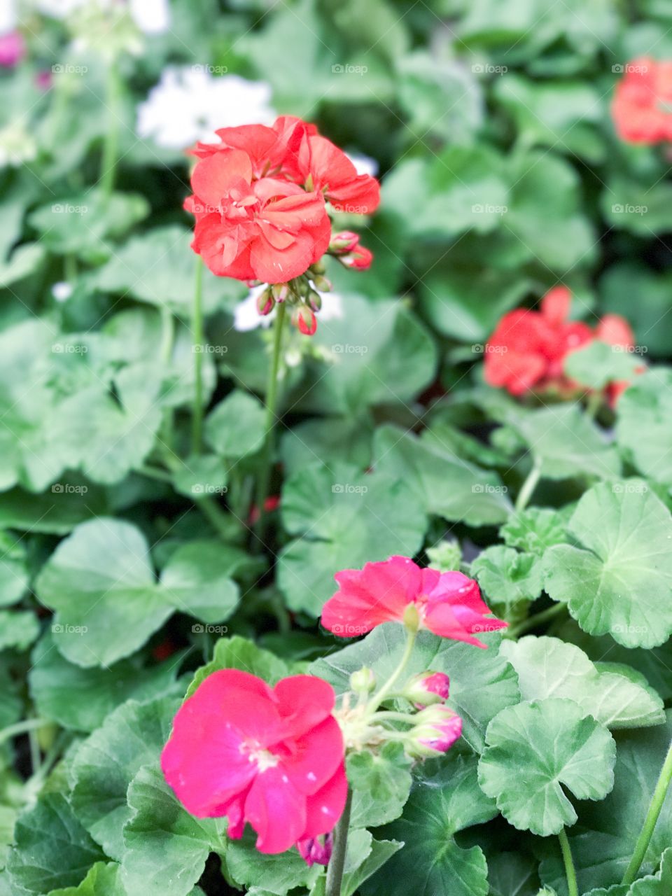 pelargonium