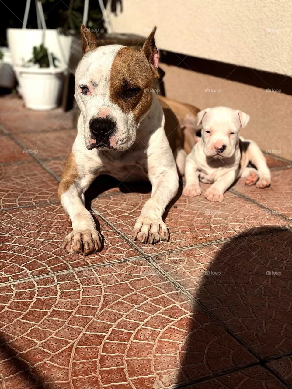 Amirican Staffordshire! Mom and son