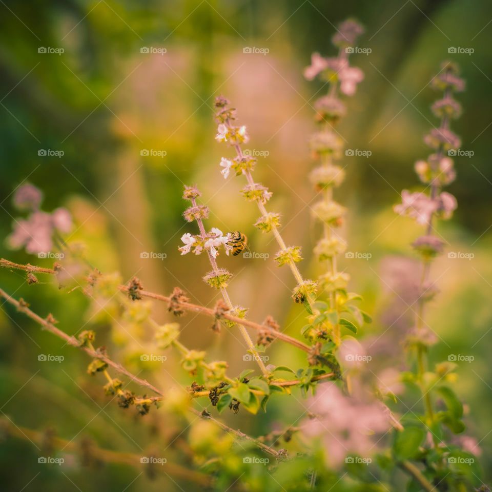 Honeybee busy collecting sweet nectar.