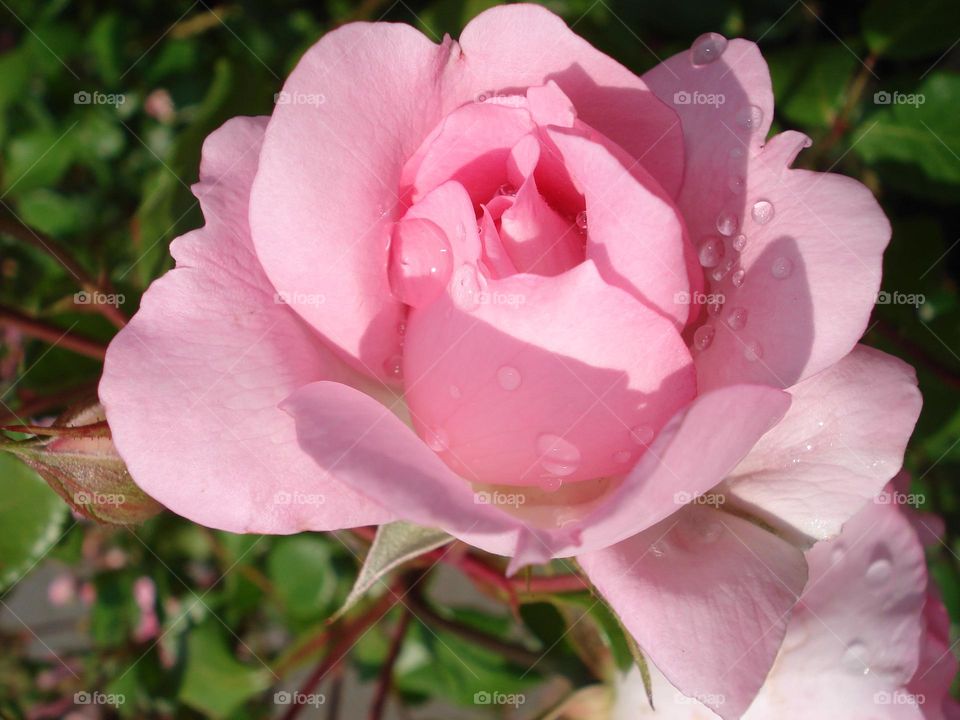 Pink rose in raindrops