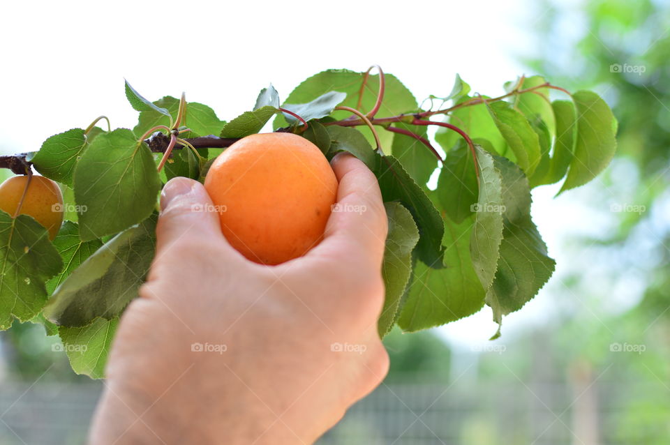 Hand picking up an apricot from the tree
