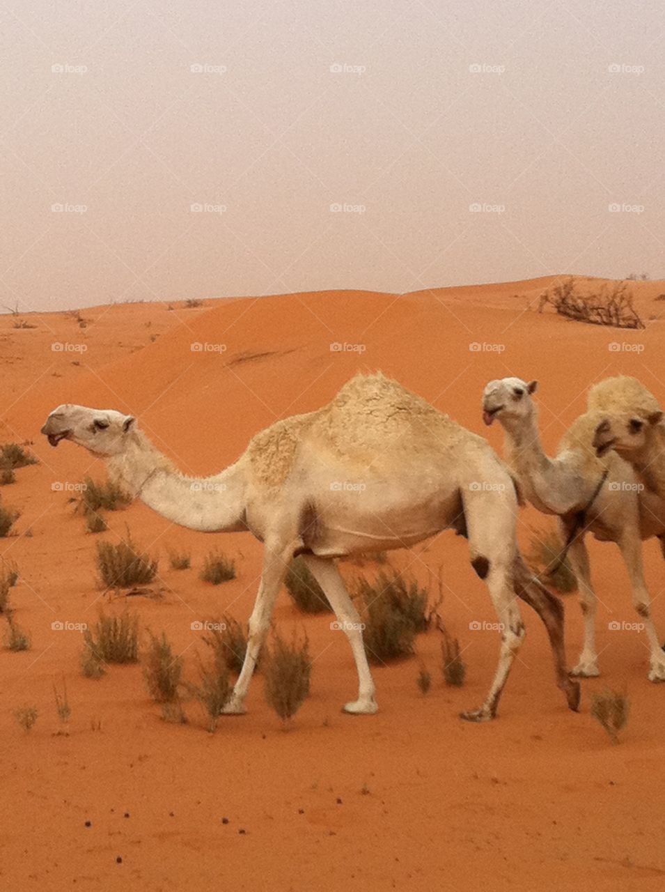 Camels in Saudi Arabia