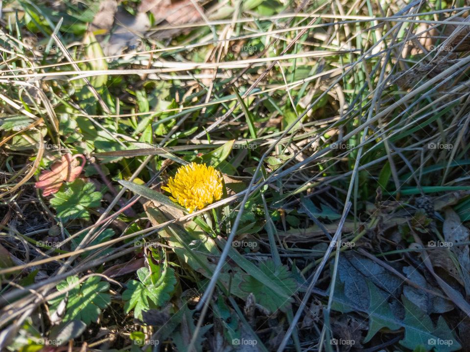 Dandelion on a sunny day.