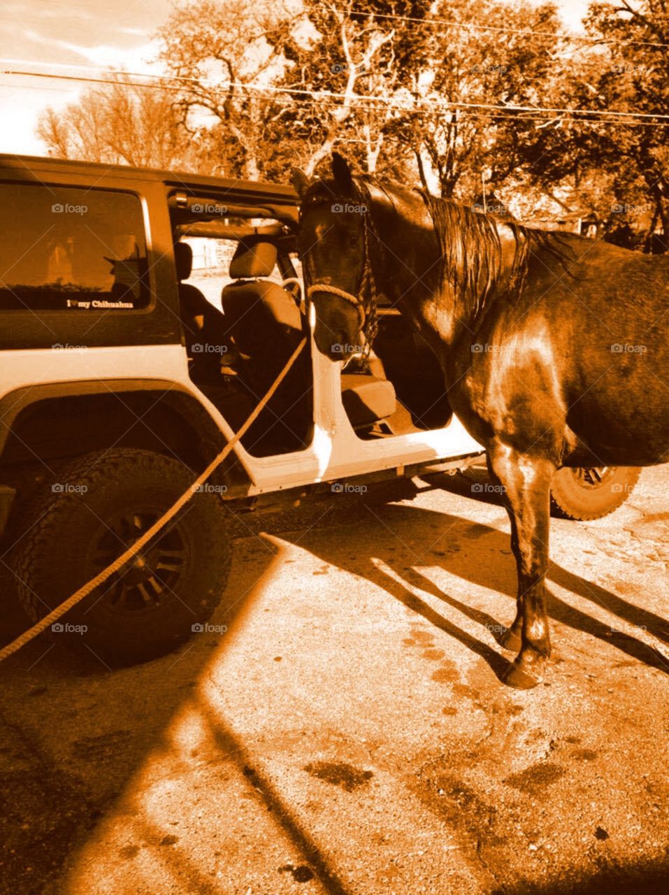 Transportation . Horse with a jeep