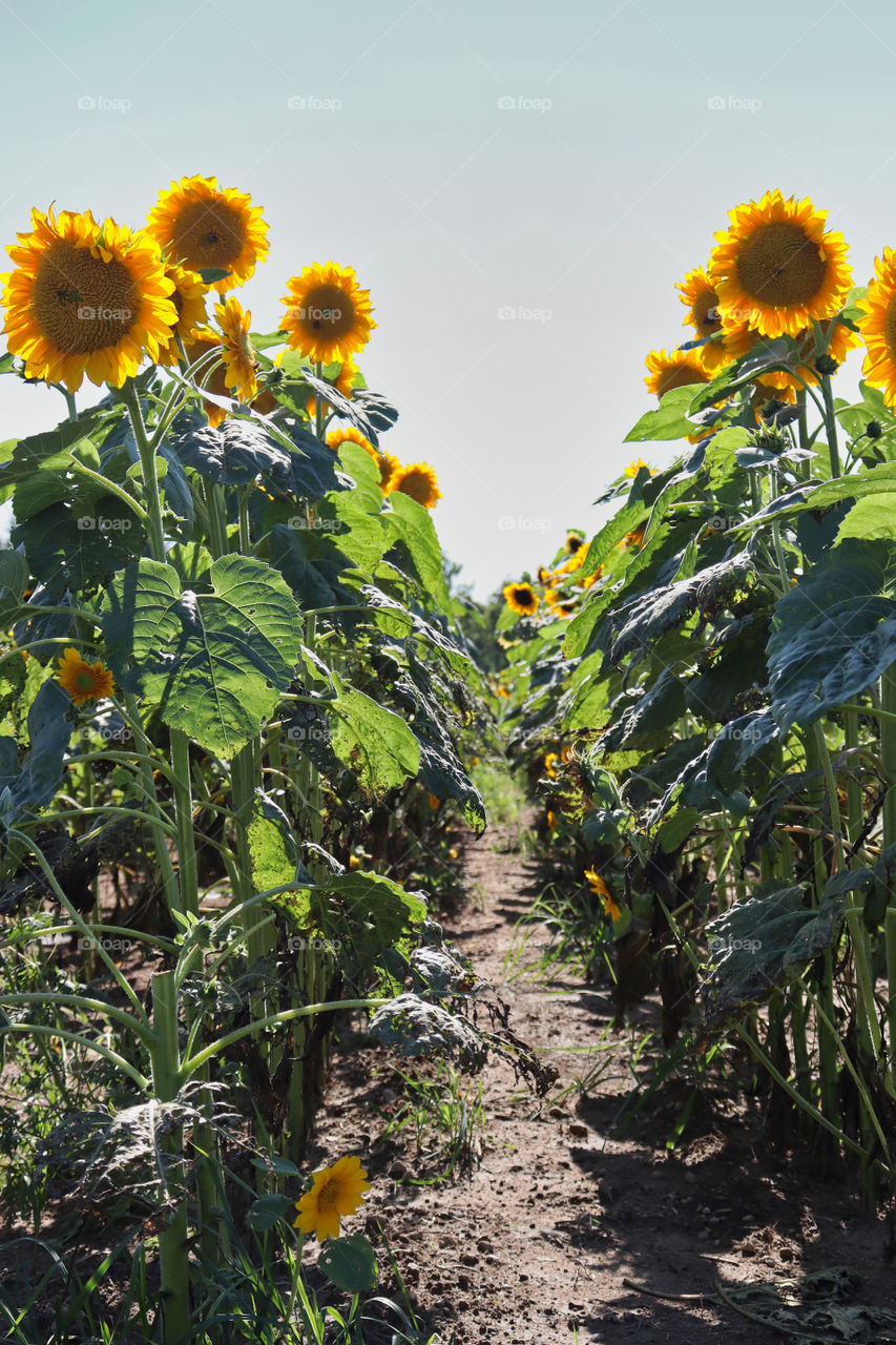 Walking path through beautiful field of tall yellow sunflowers. 