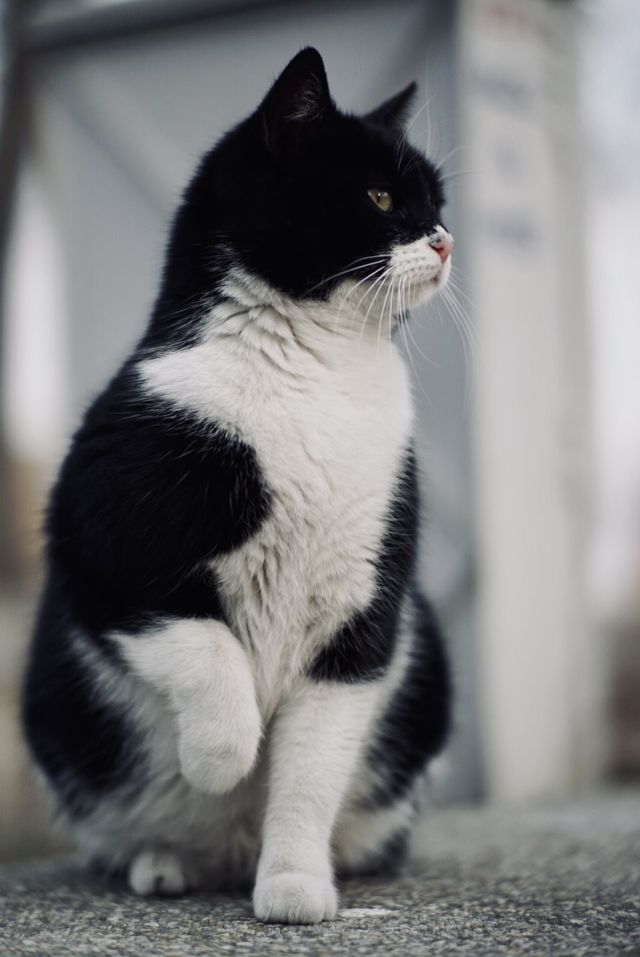 Black and white cat 🐈‍⬛🌷