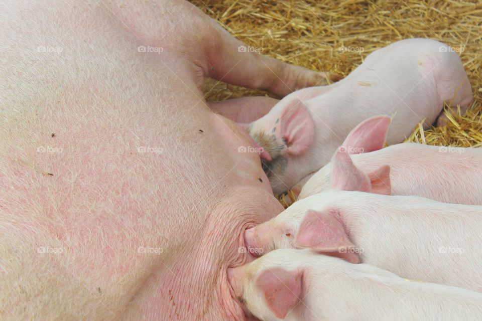 Piglets nursing