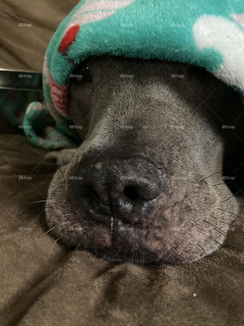 Beautiful dog in a blanket 