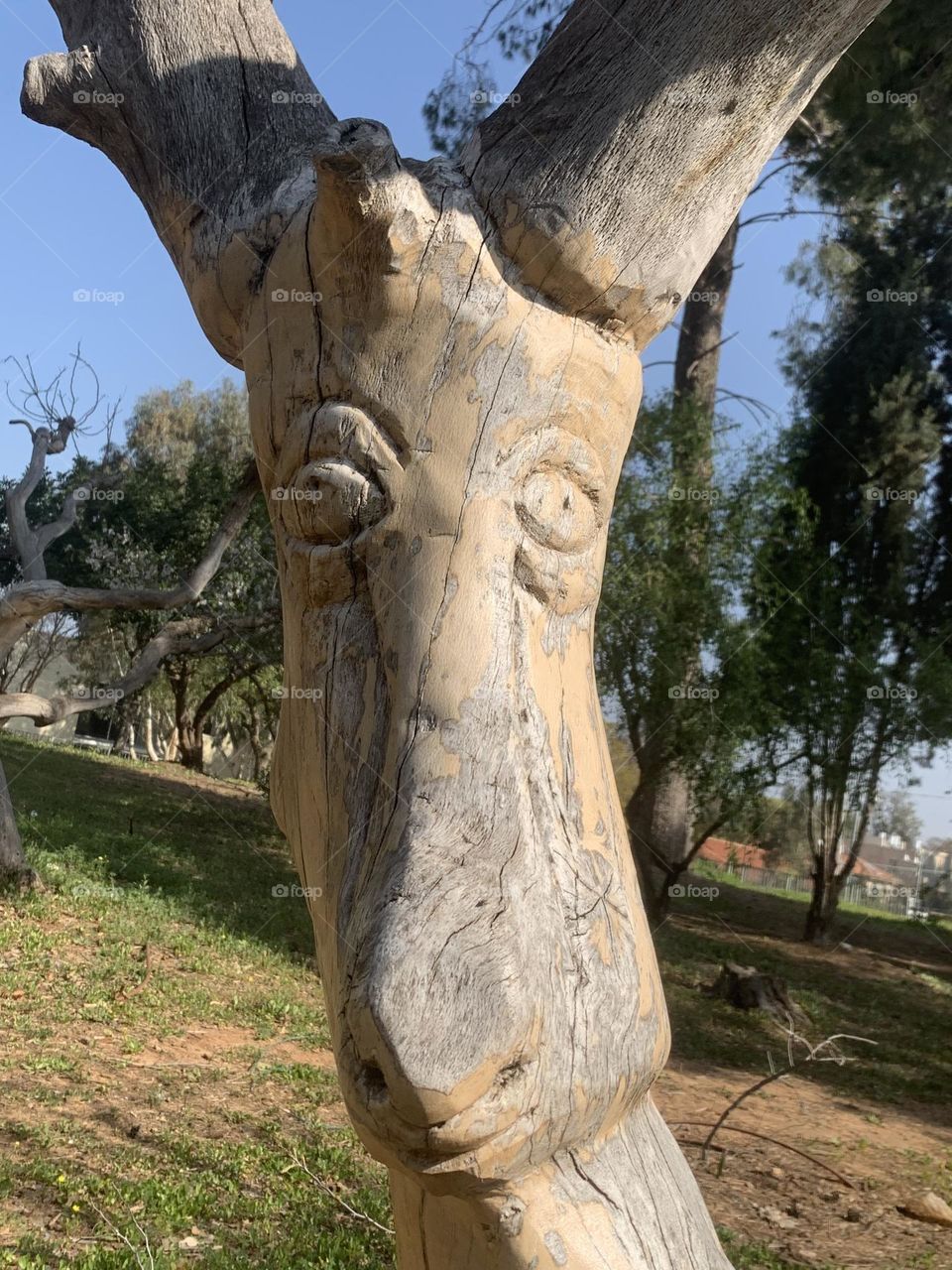 Carved deer tree in urban forest 