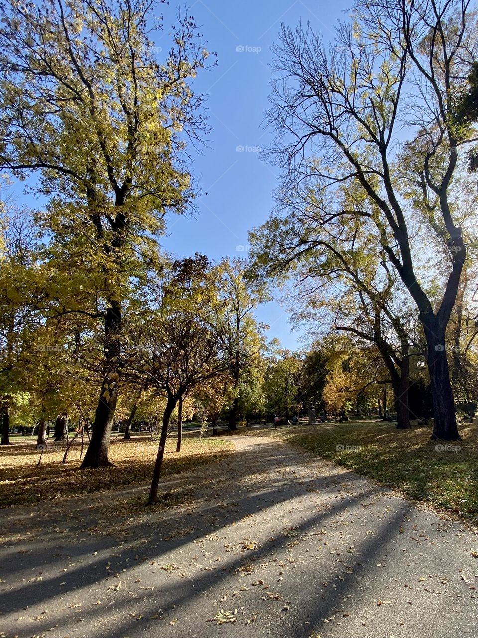 Beautiful view of trees in the park during autumn 