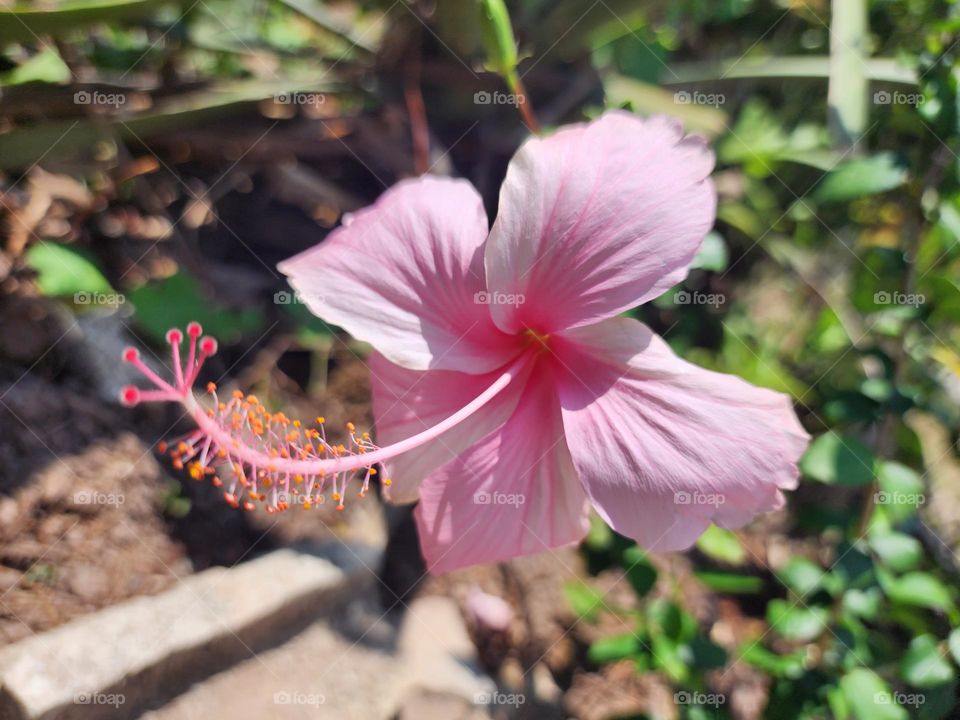 la fran hibiscus