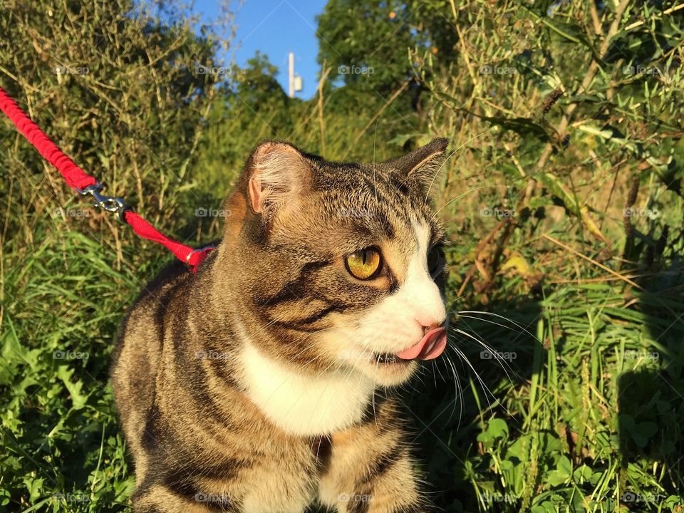 Cat on a leash walking in the park 