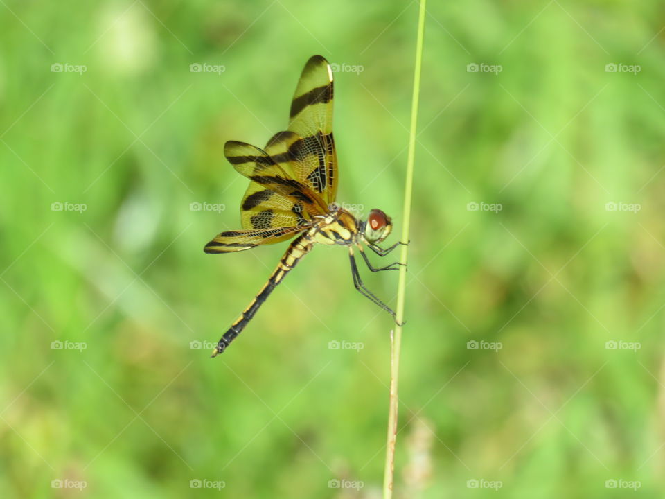 Halloween pennant dragonfly