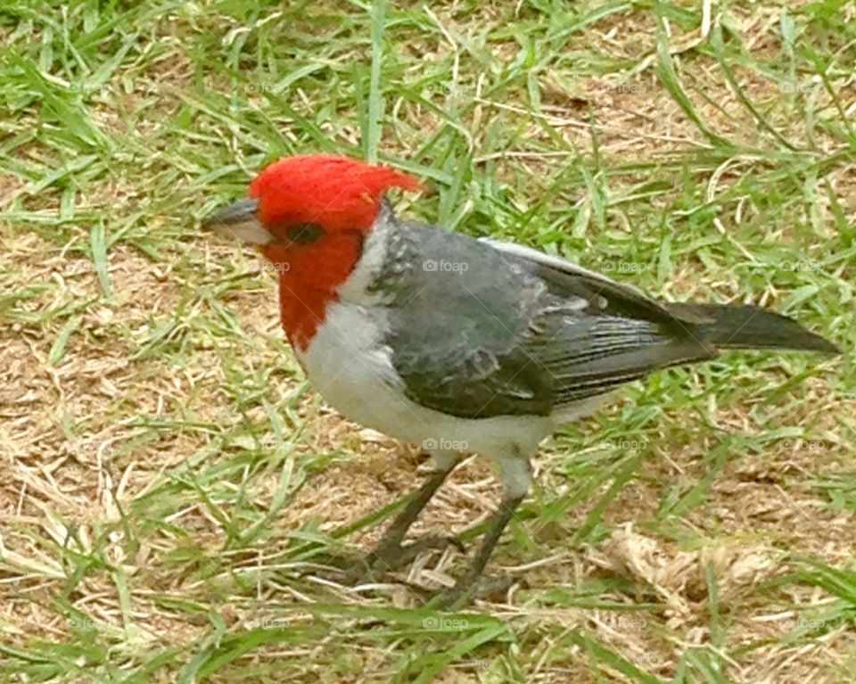 A red headed bird. A friendly red headed bird at the beach in Maui 