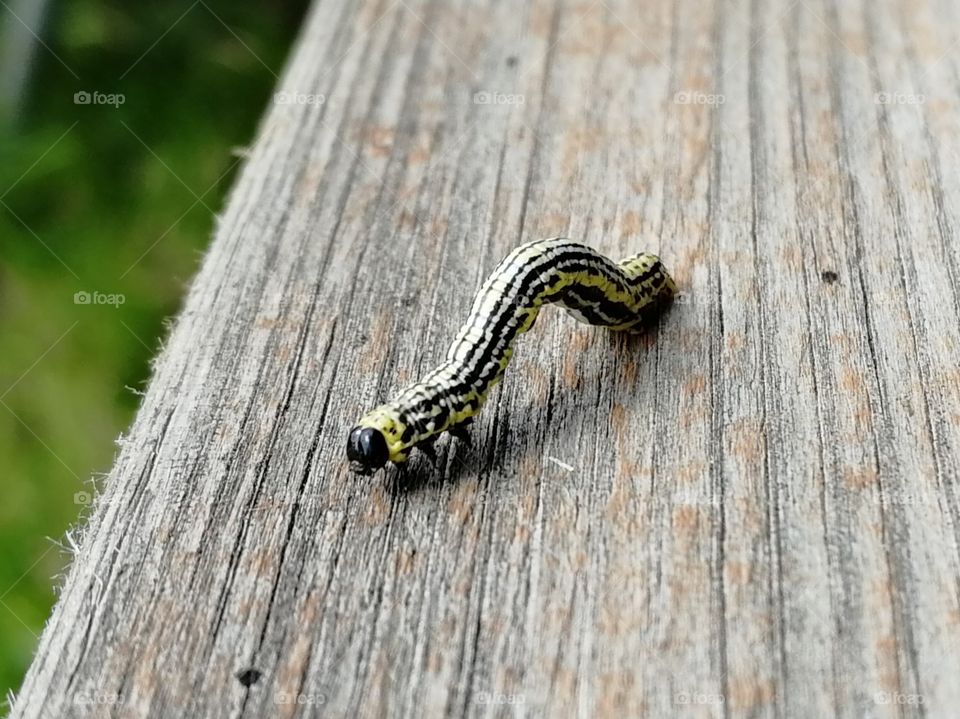 Moth variegated elm (forest)