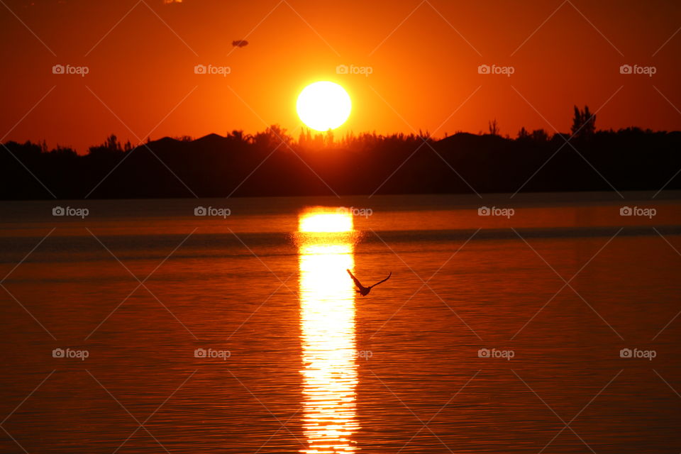 Blimp, bird & a sunset