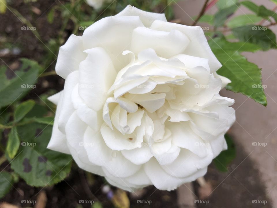 Lovely white rose in tip top condition found in Manor Gardens, Exmouth, Devon, UK