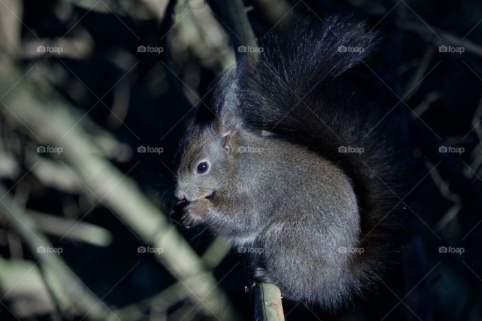 Squirell On Branch