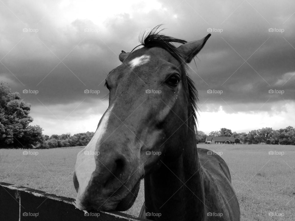Horse in black & white