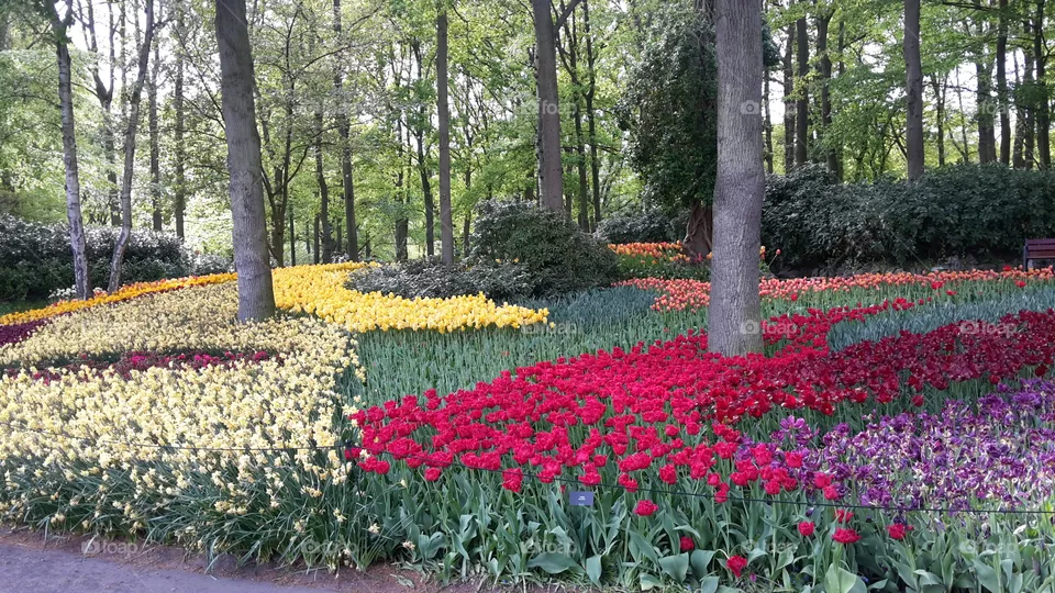 tulip